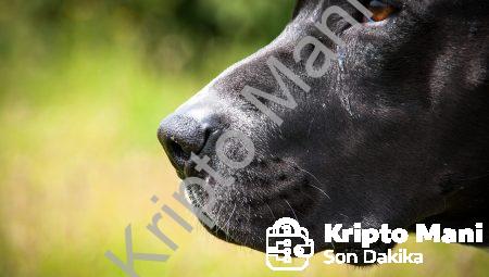 pitbull kripto para